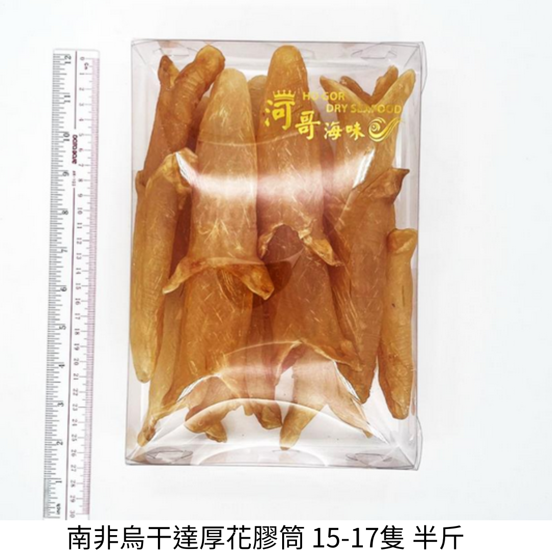 南非烏干達厚花膠筒 15-17隻【SE031】