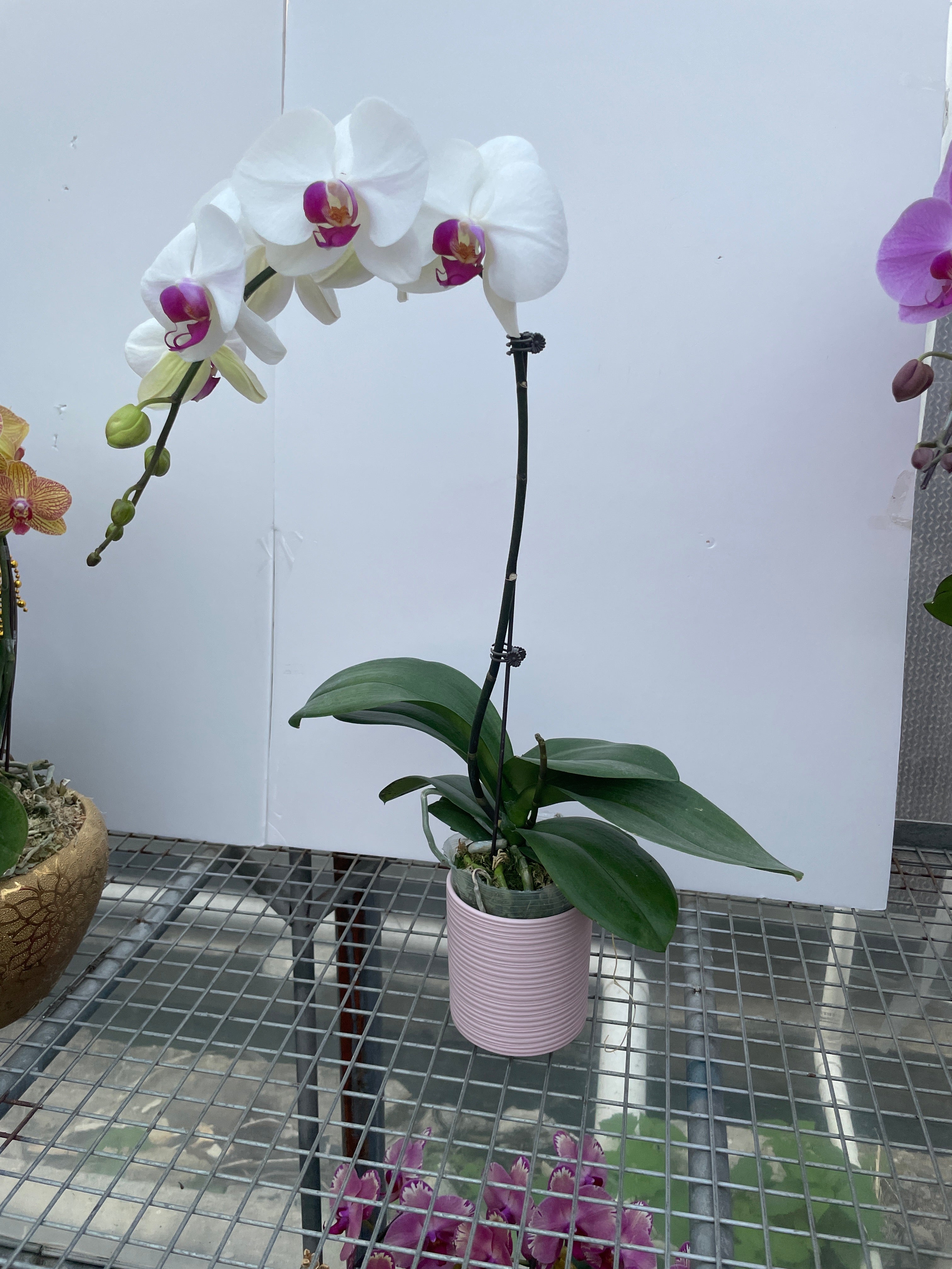 馬年賀年花【HA002】