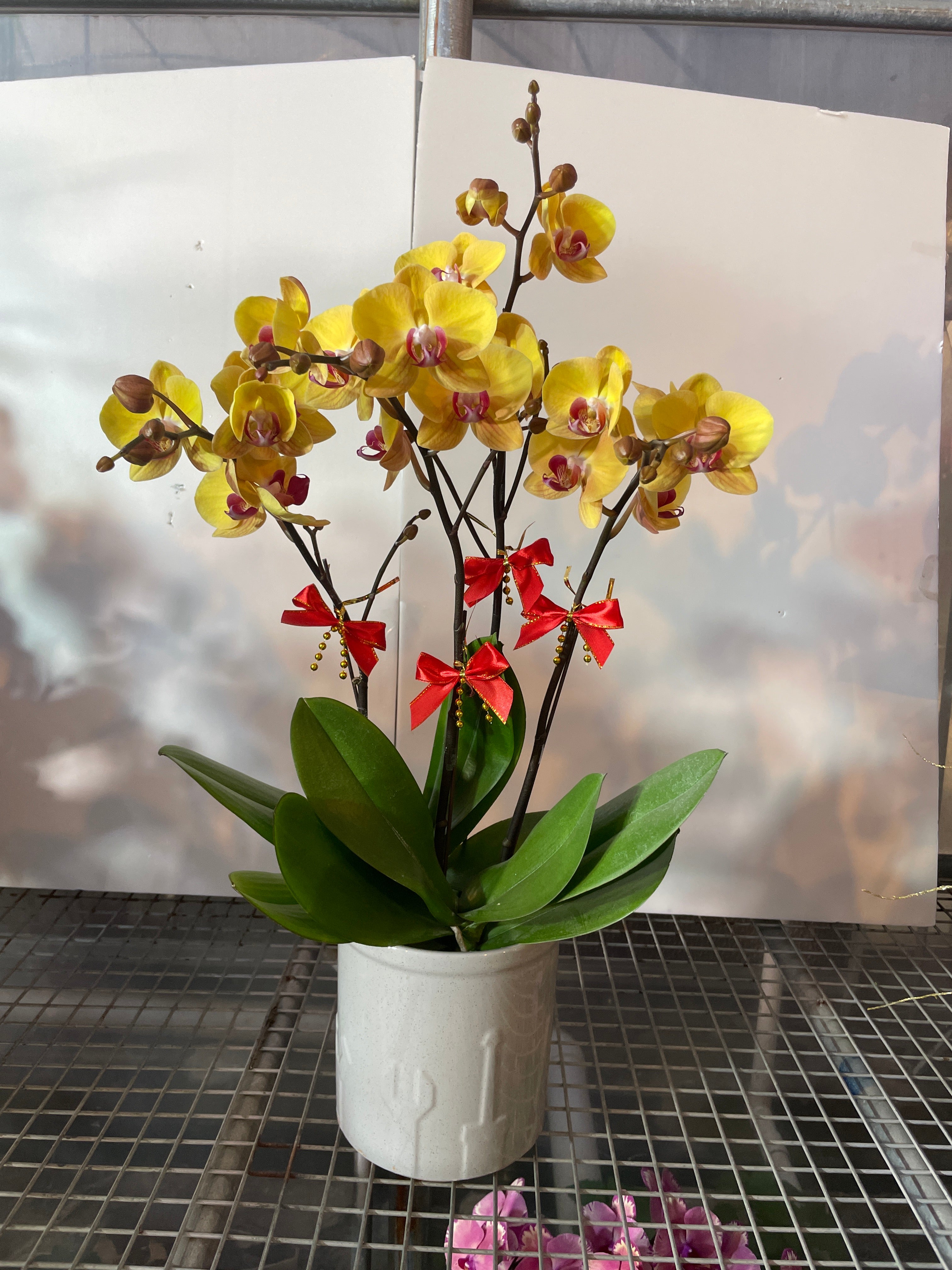 馬年賀年花【HD002】