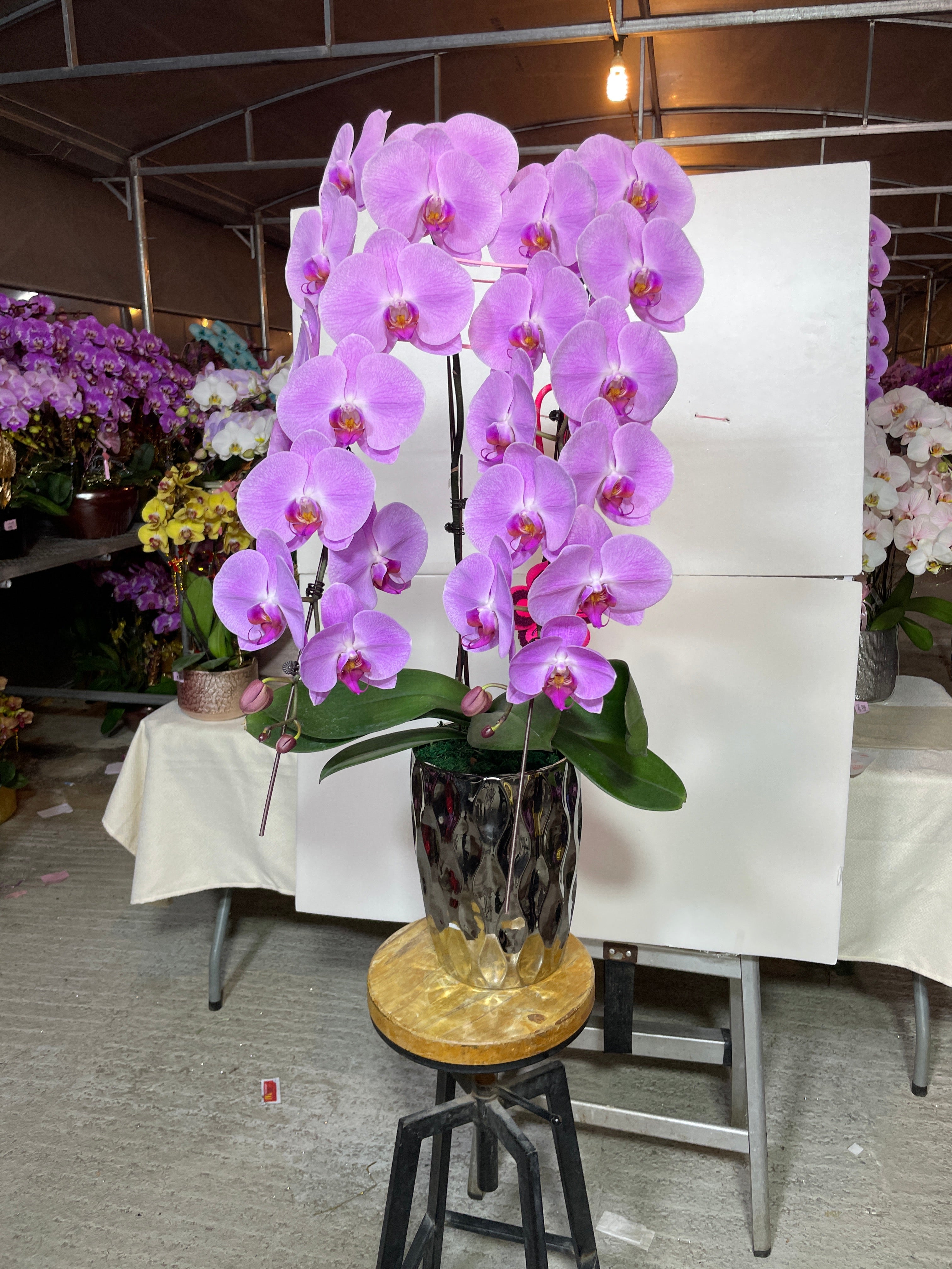 馬年賀年花【HM002】