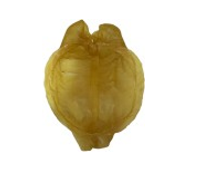 南非烏干達厚花膠筒 5頭 1隻【SE034】