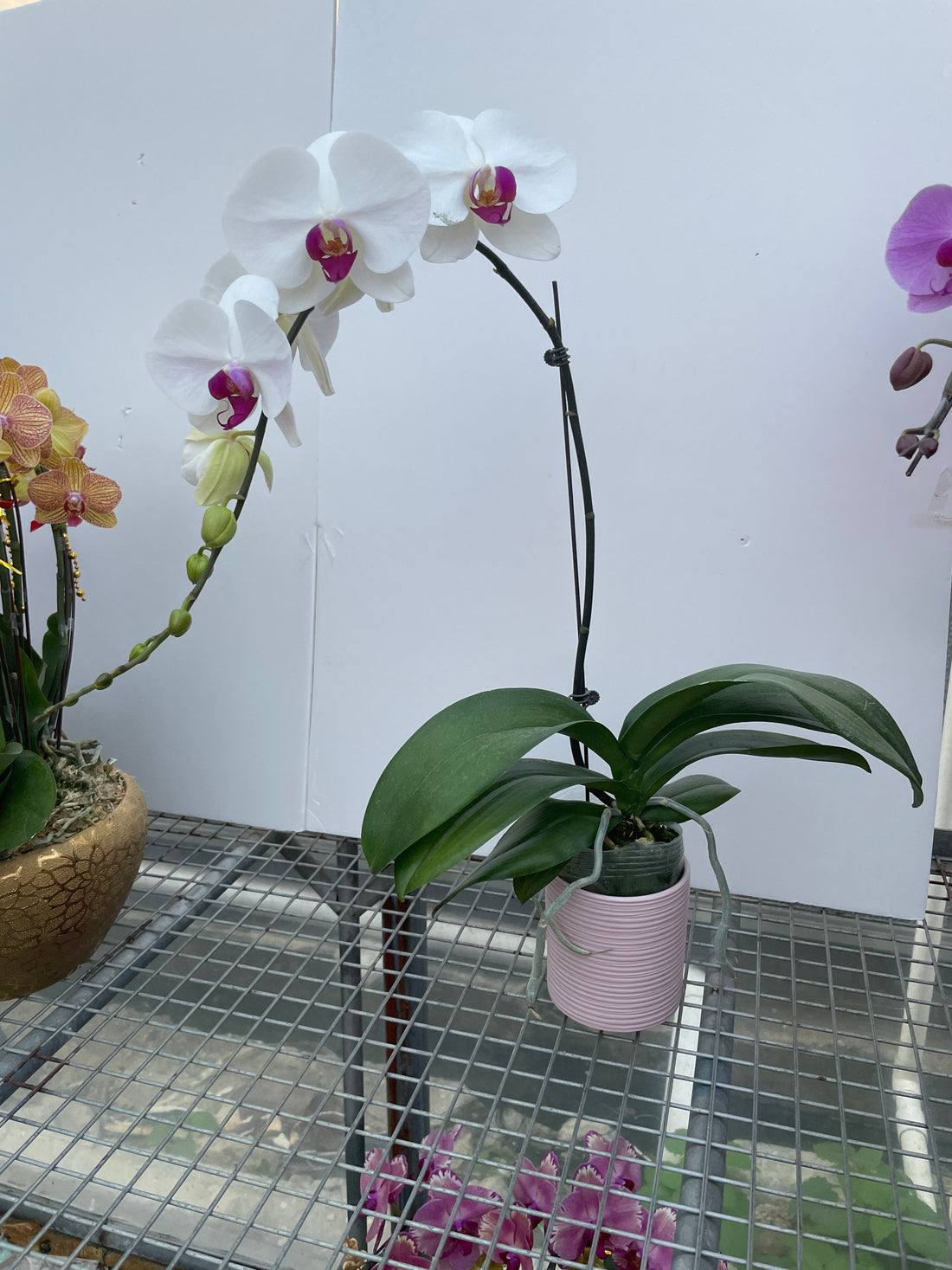 馬年賀年花【HA001】