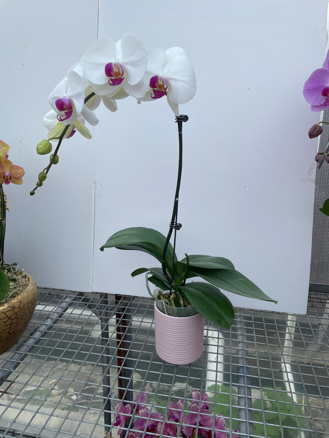 馬年賀年花【HA002】