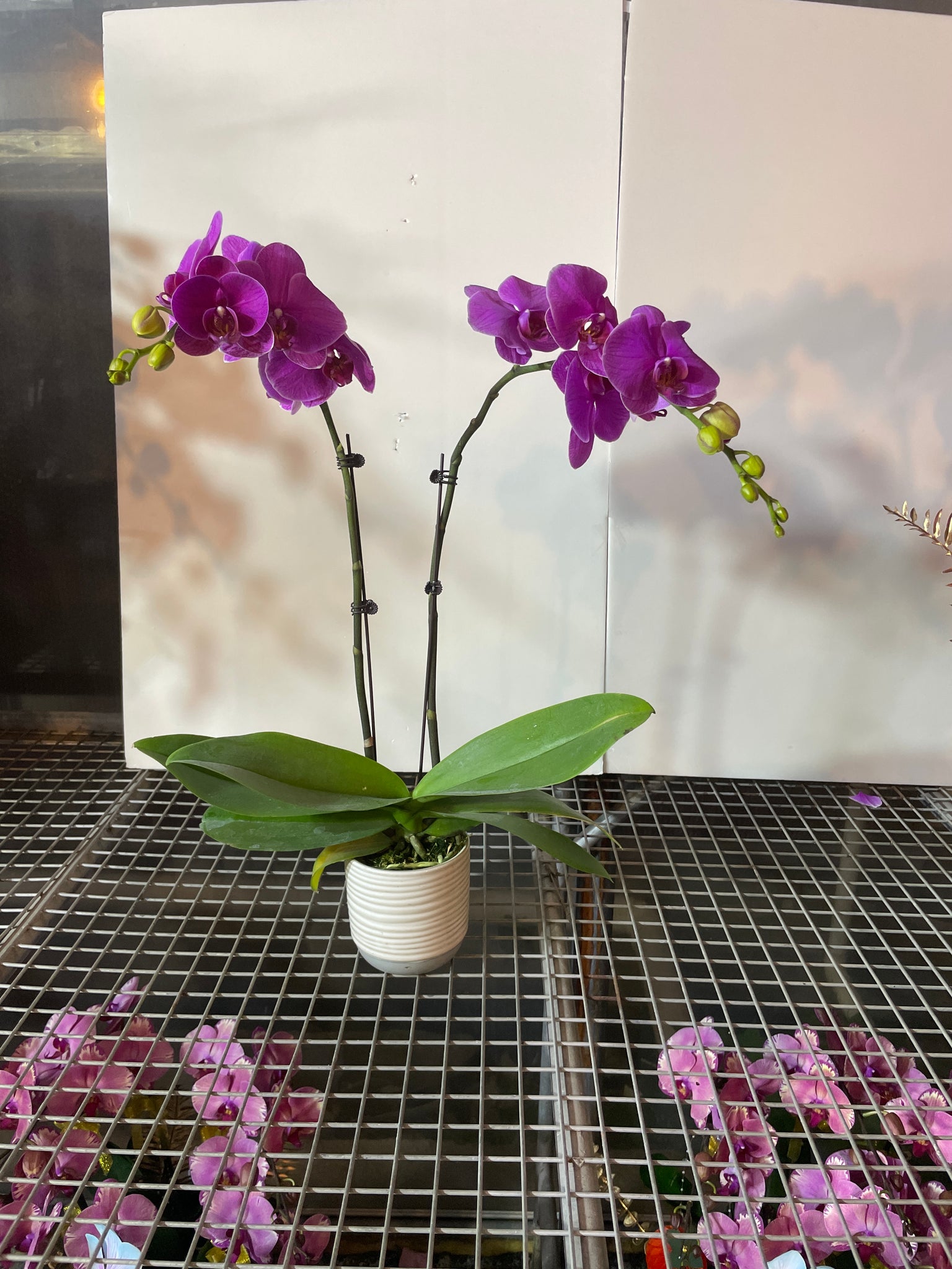 馬年賀年花【HA003】