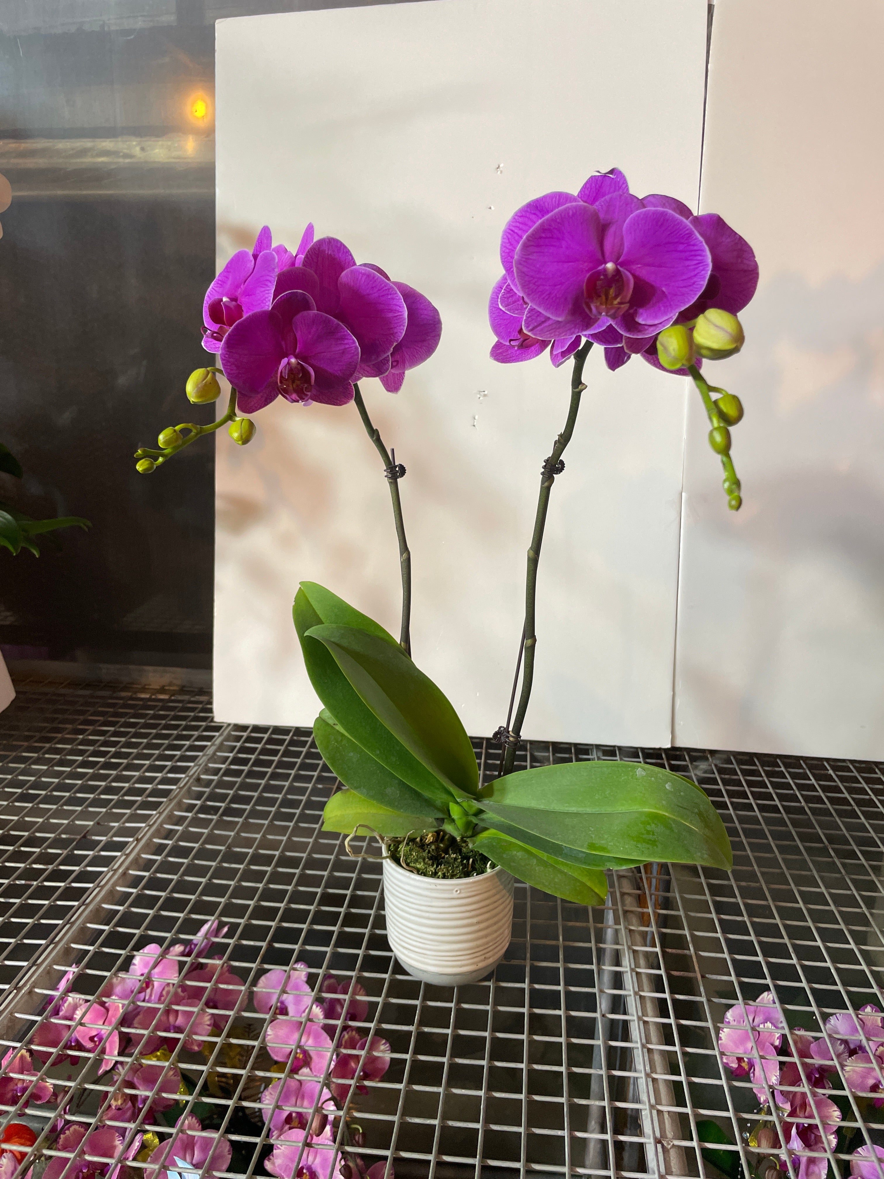 馬年賀年花【HA004】