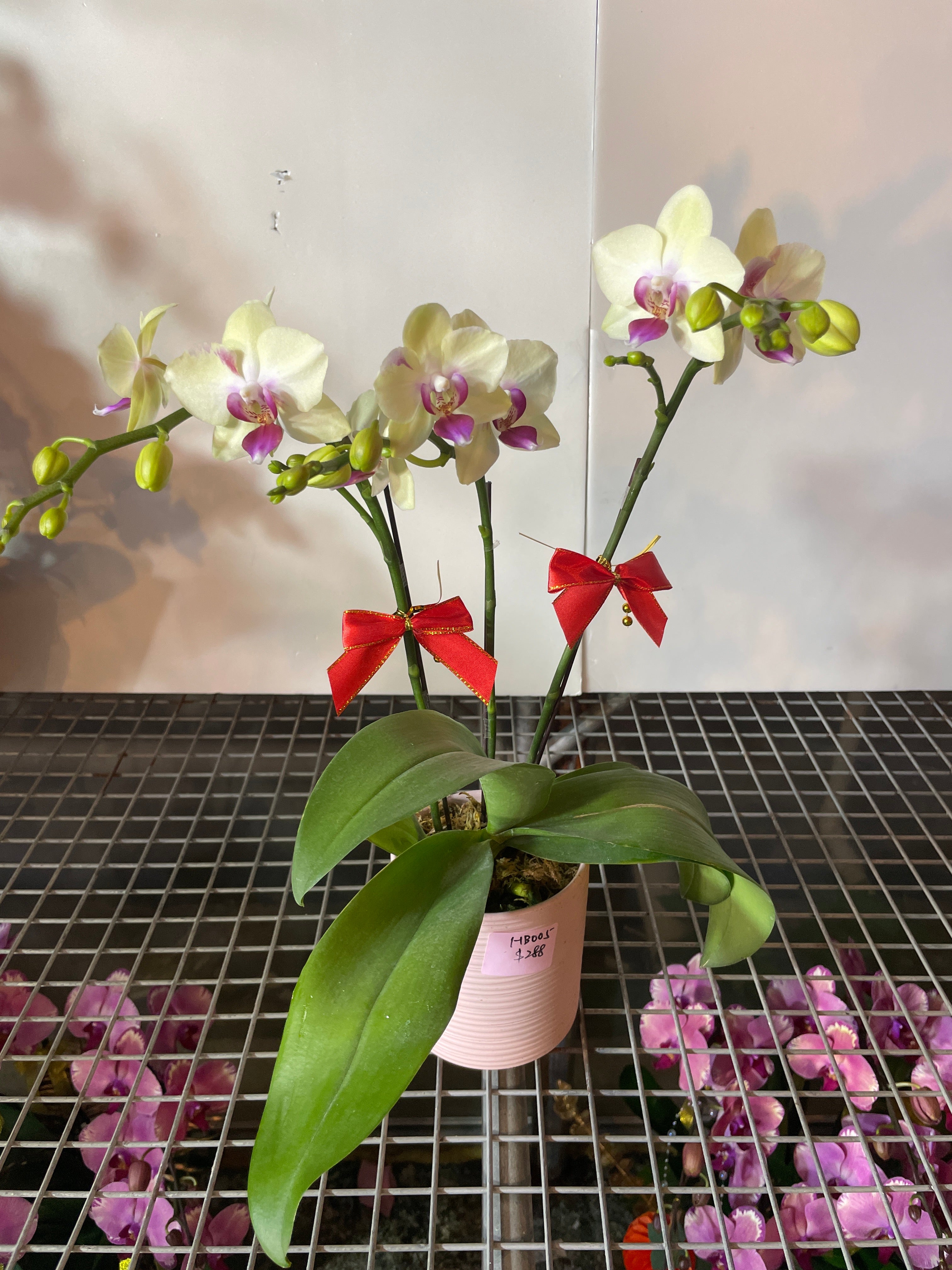 馬年賀年花【HB005】