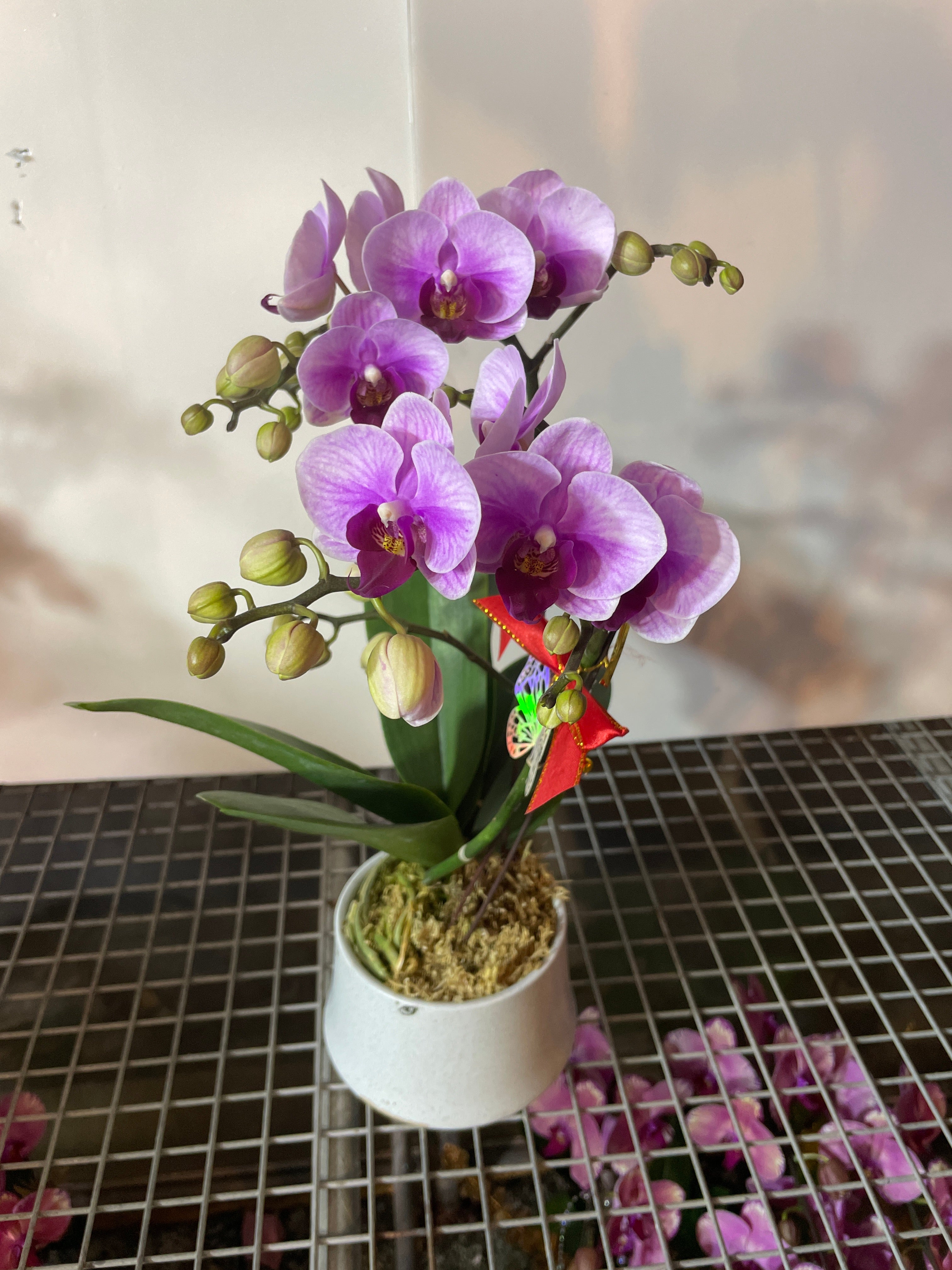 馬年賀年花【HB006】