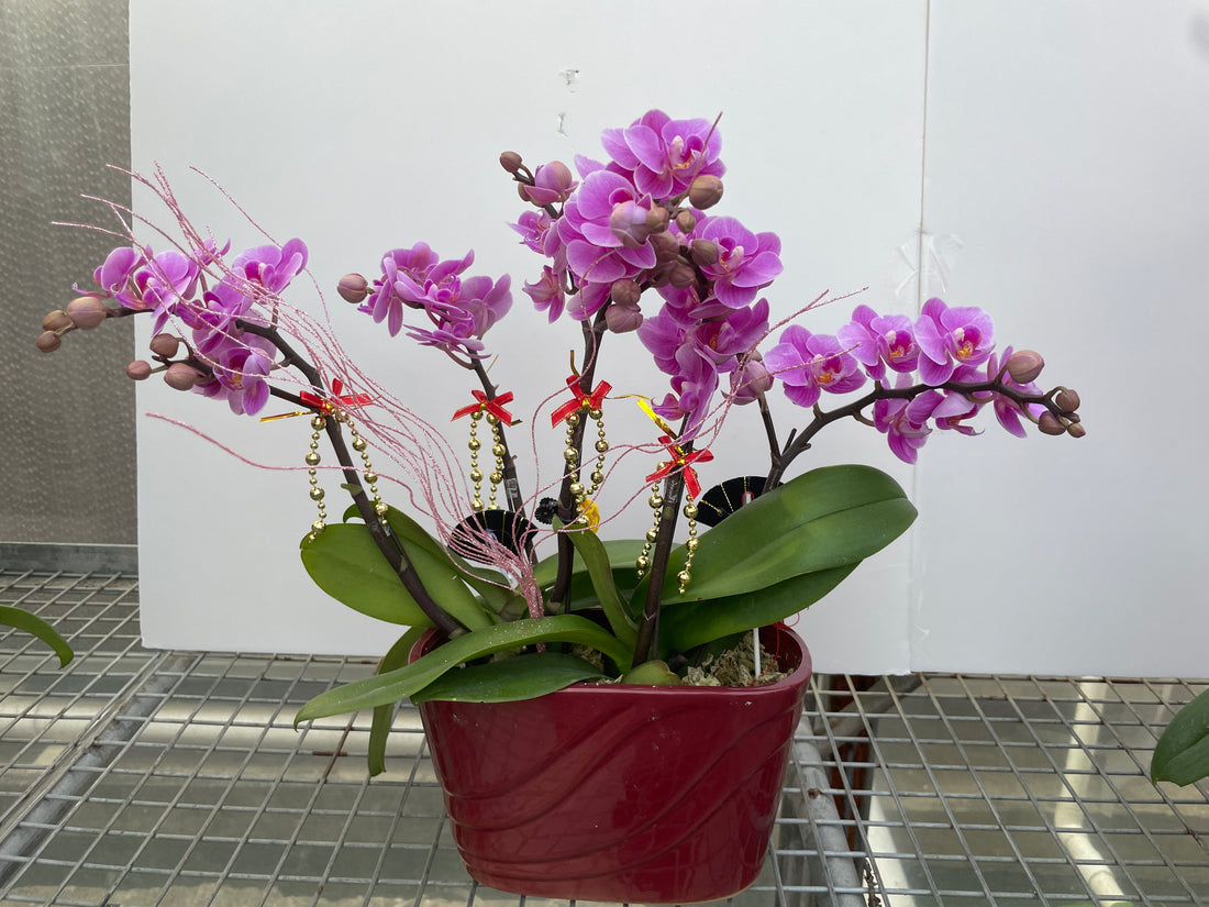 馬年賀年花【HD001】