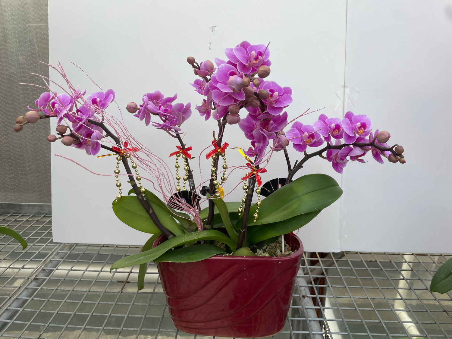 馬年賀年花【HD001】