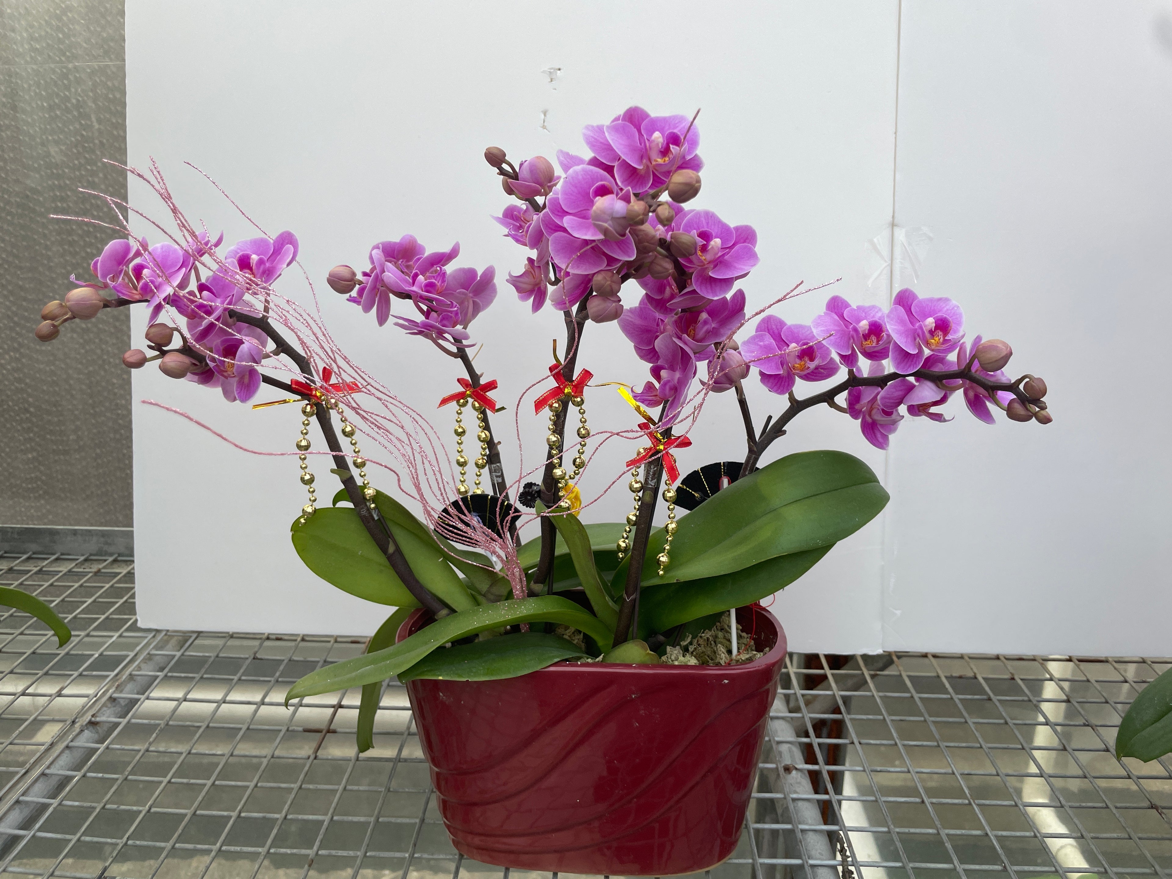 馬年賀年花【HD001】