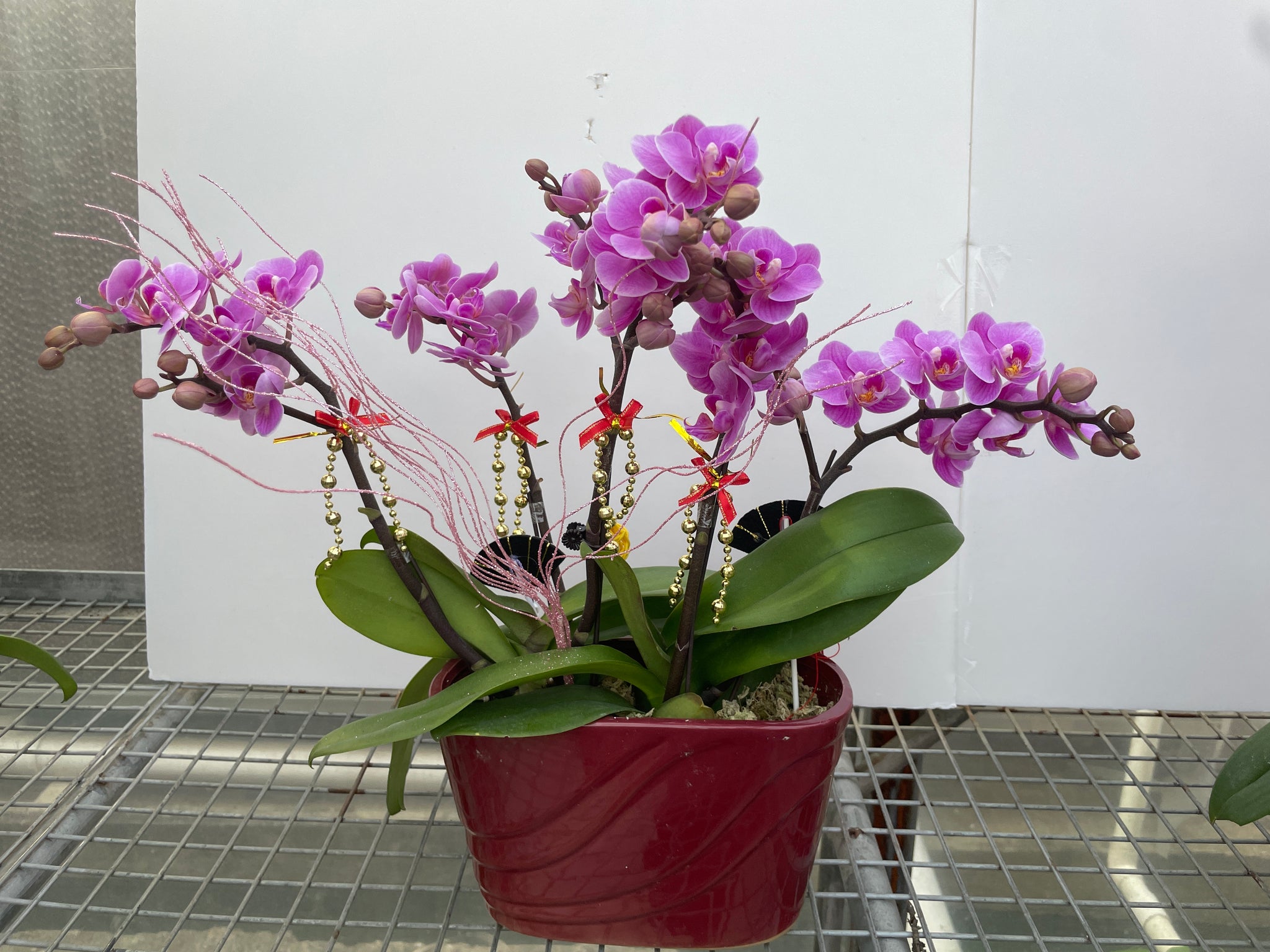 馬年賀年花【HD001】