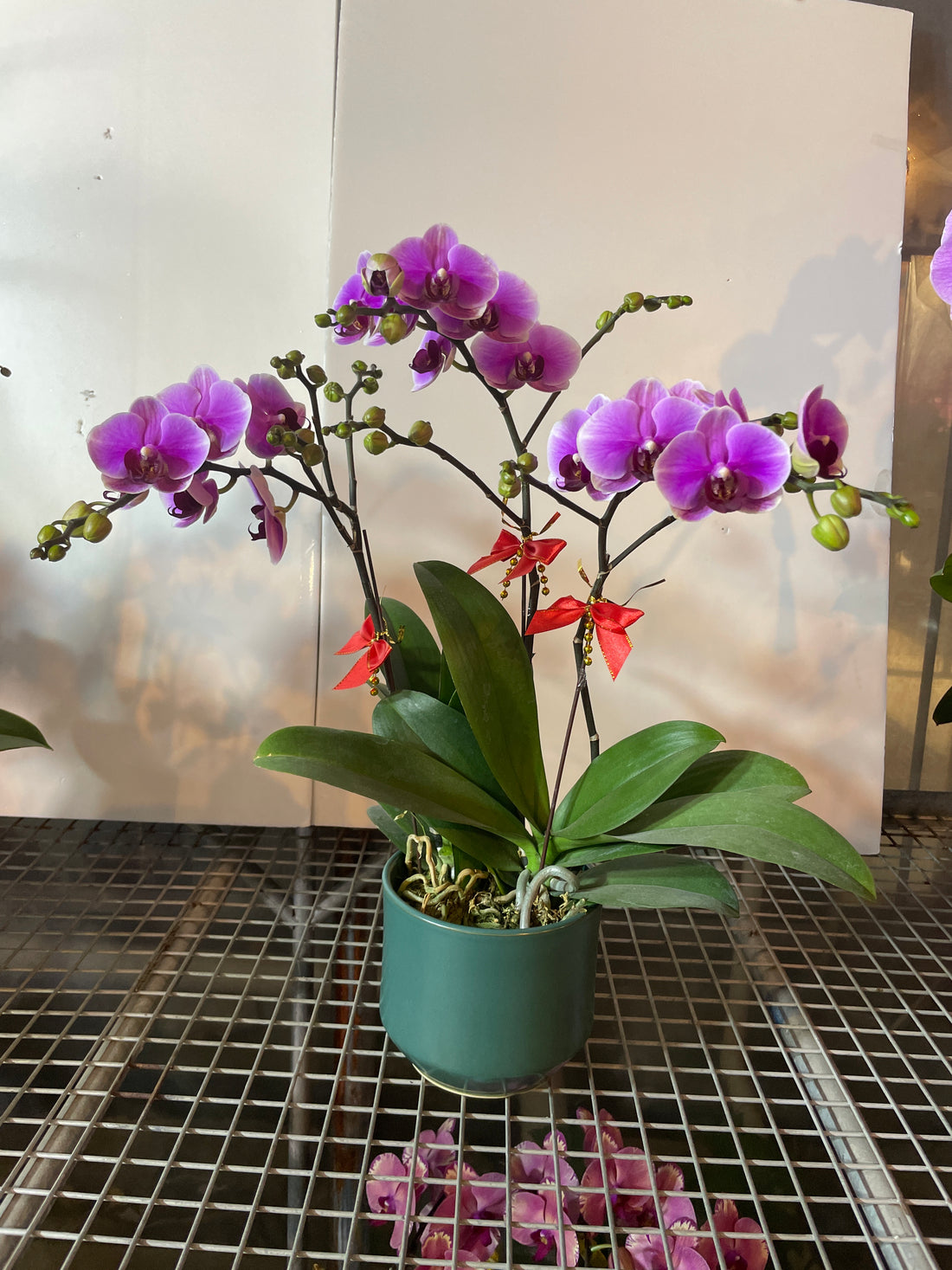 馬年賀年花【HD004】