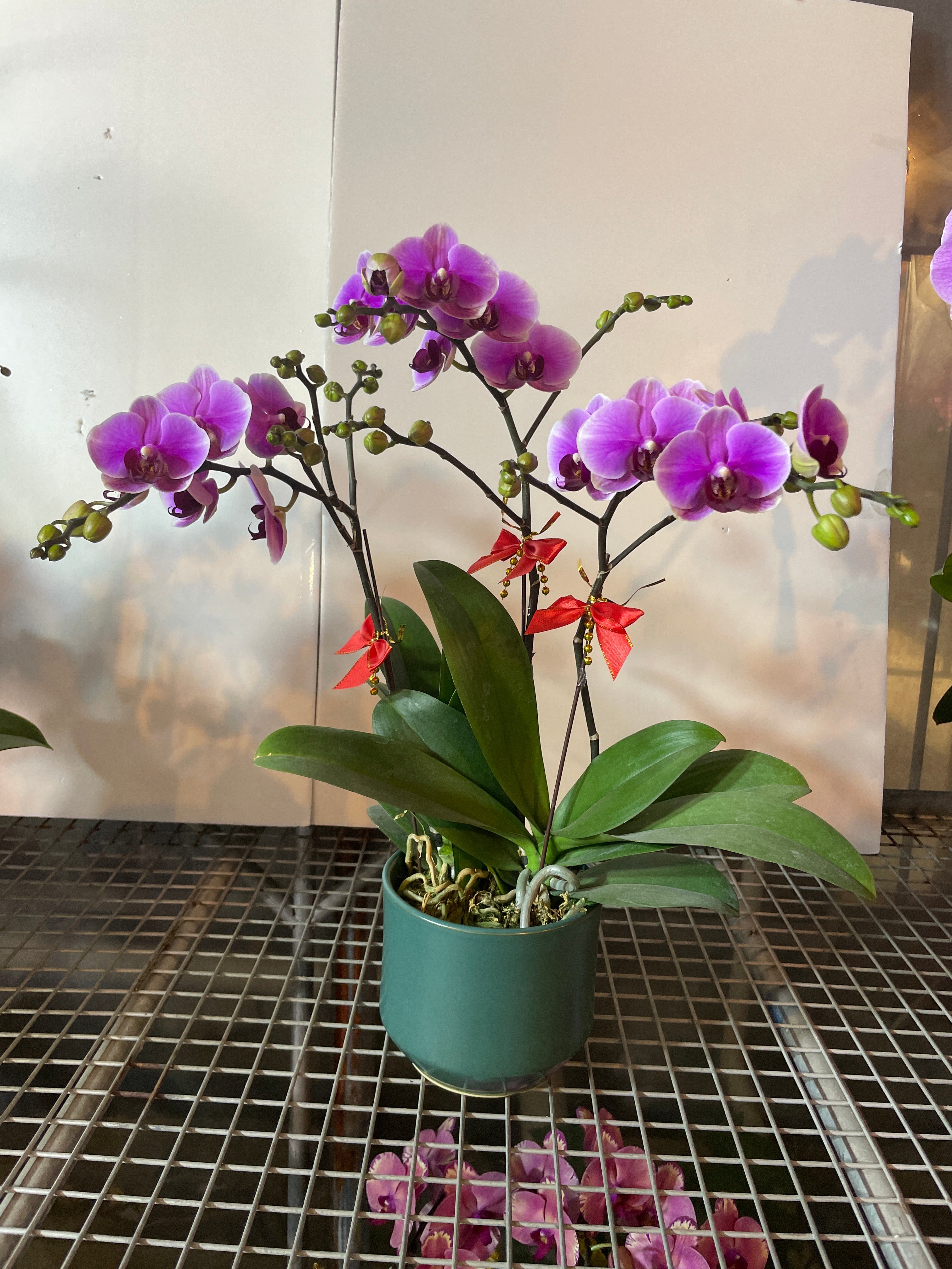 馬年賀年花【HD004】