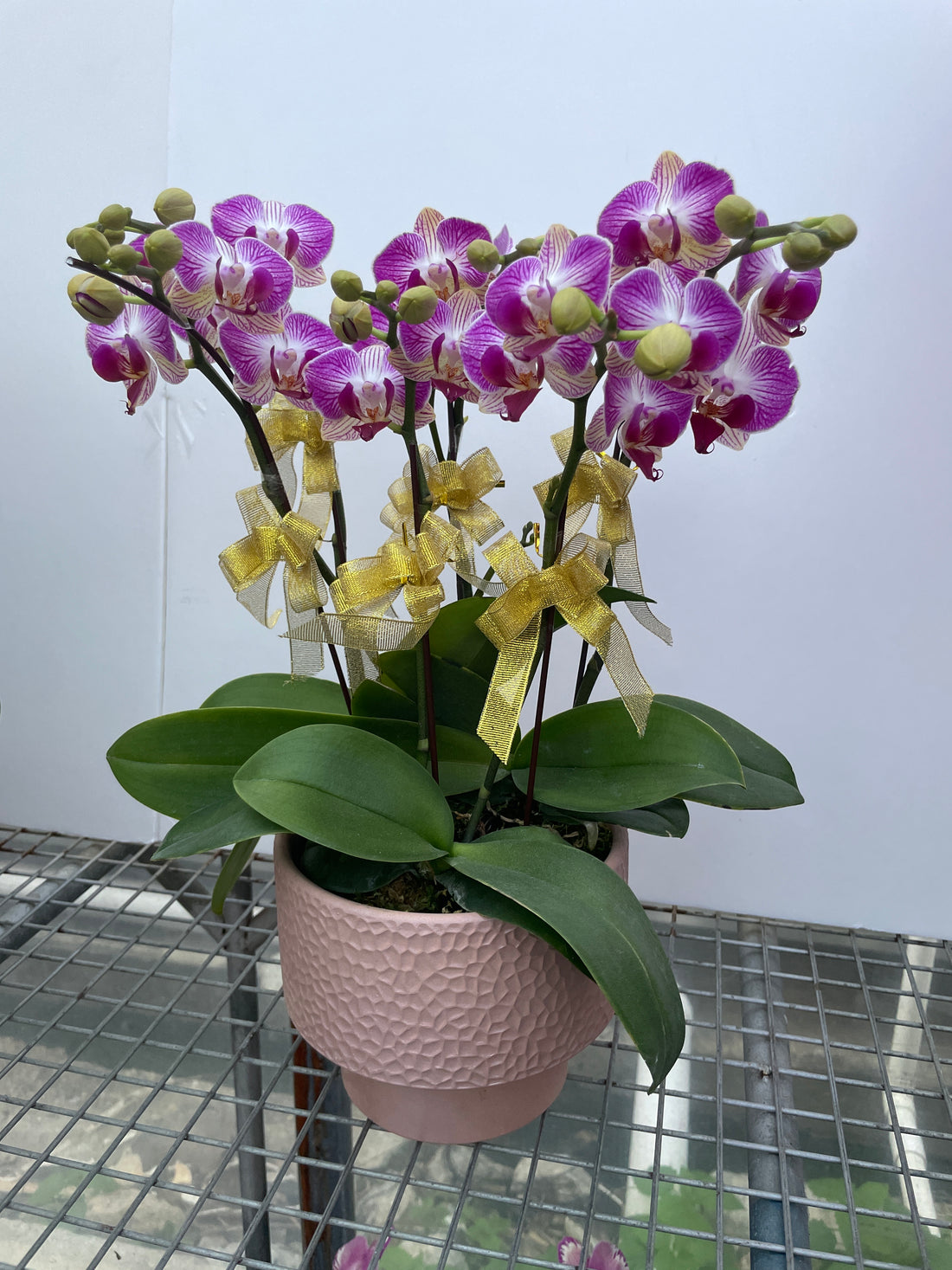 馬年賀年花【HE008】