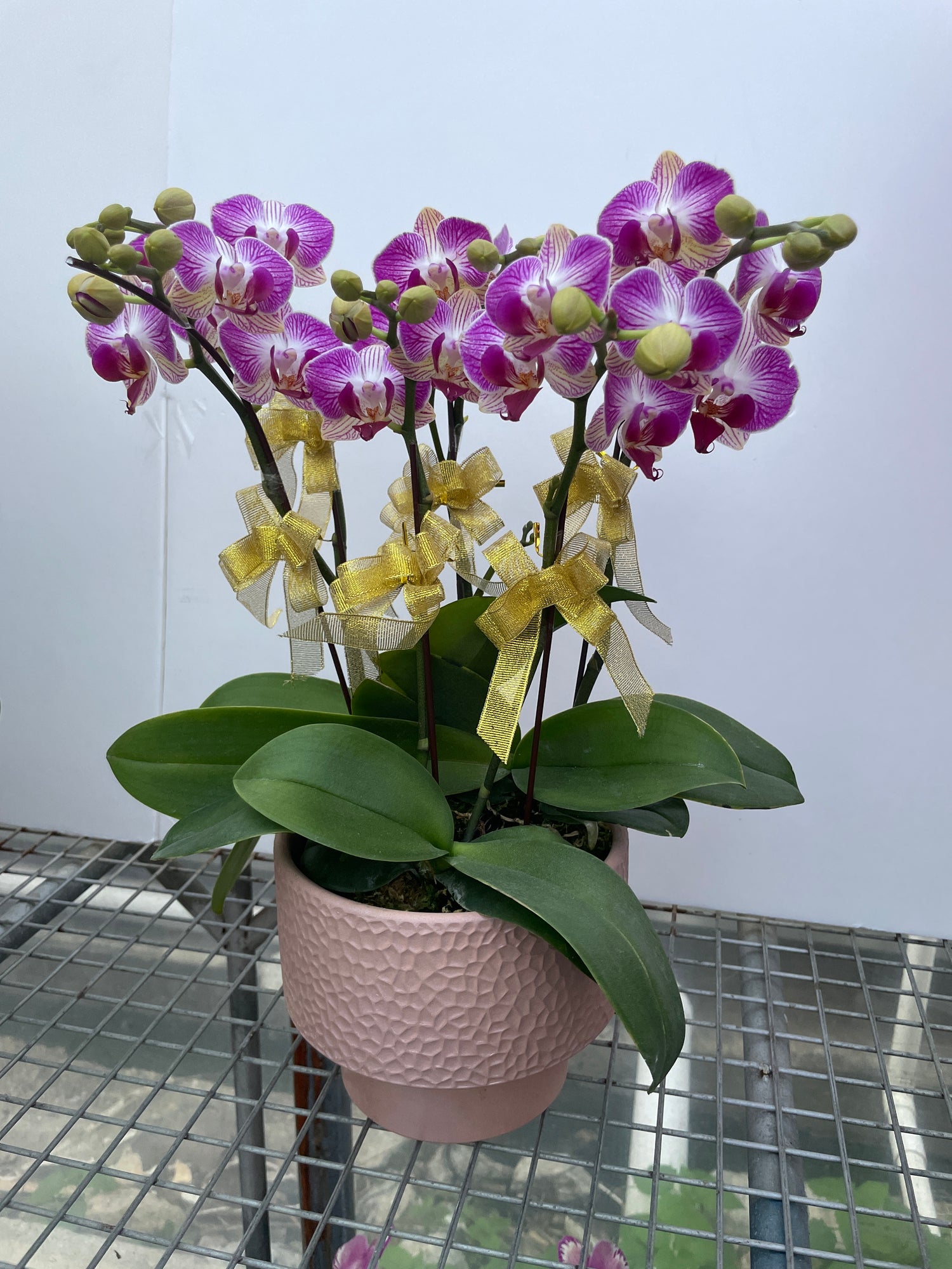 馬年賀年花【HE008】