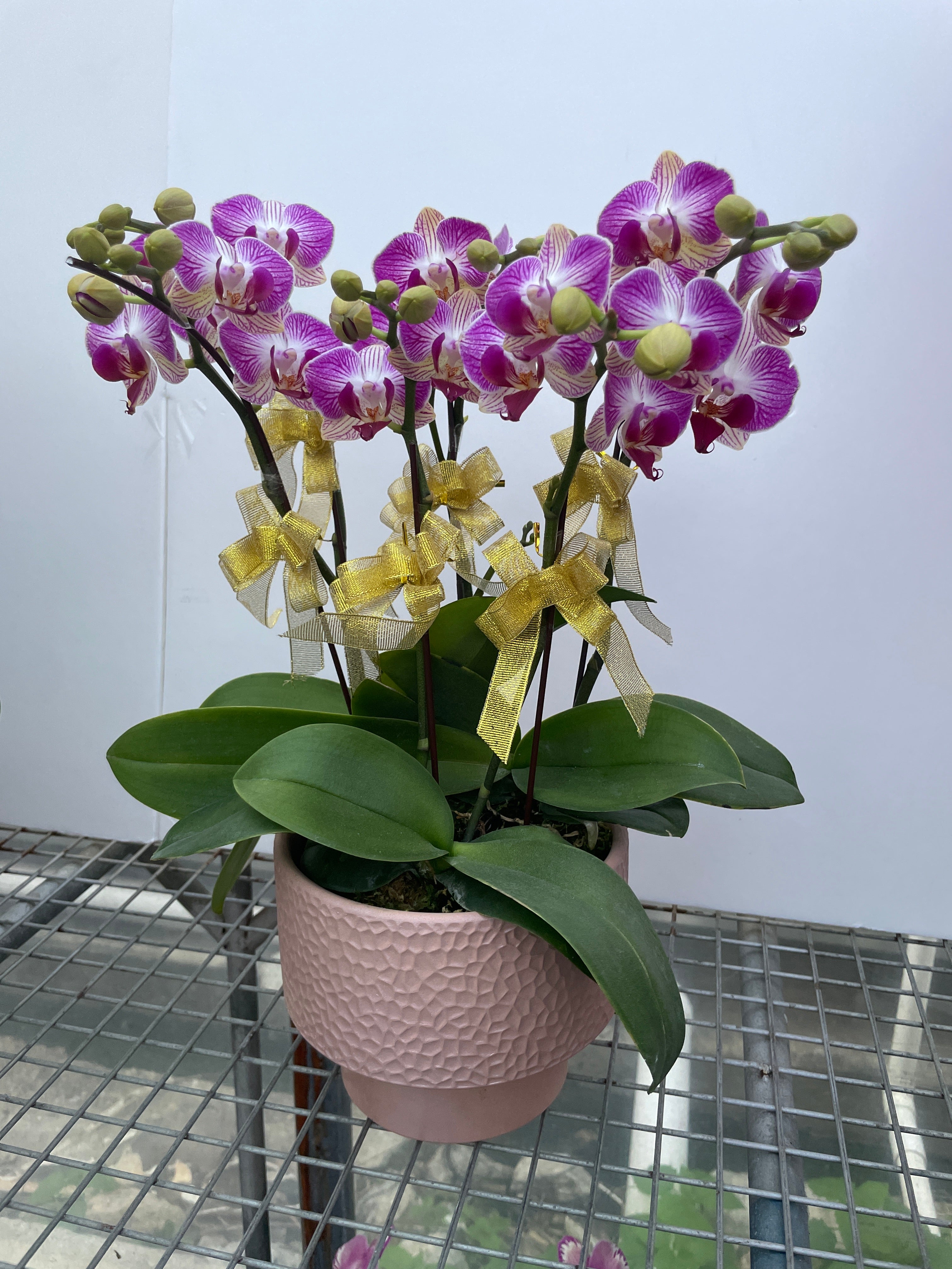 馬年賀年花【HE008】