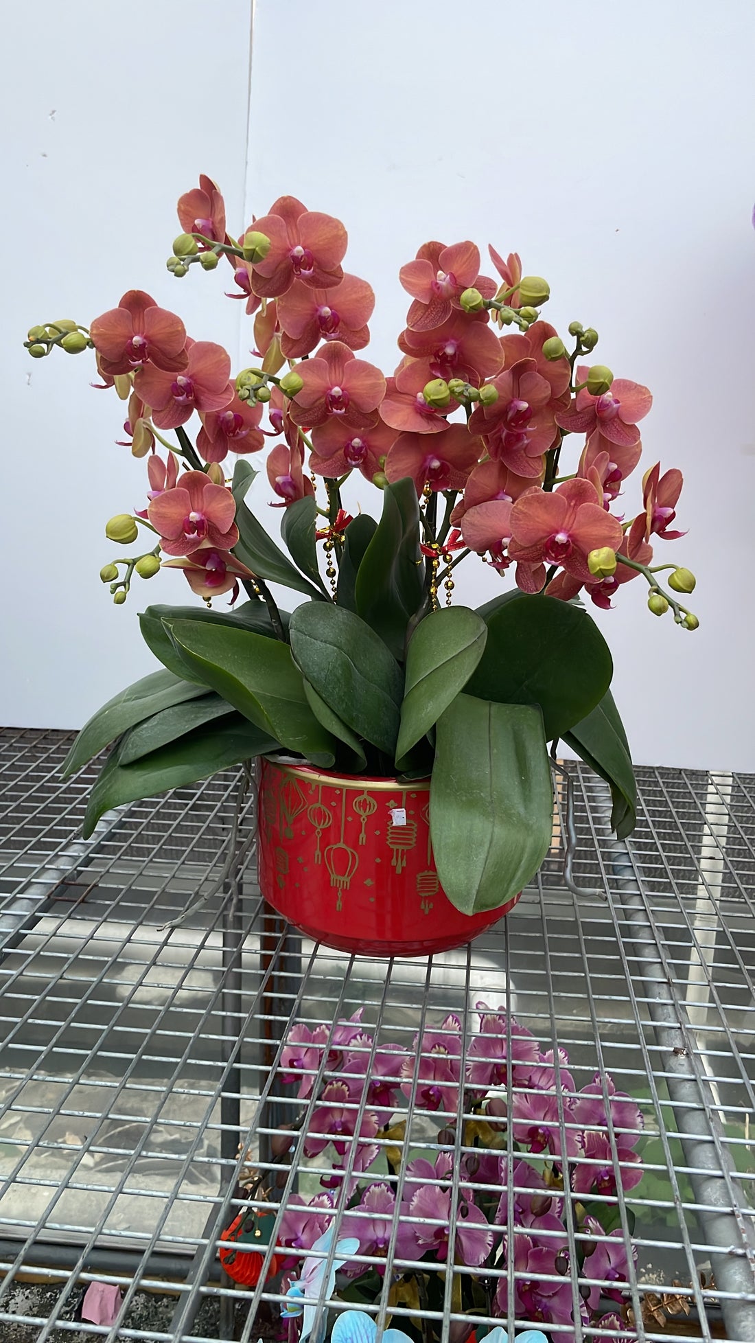 馬年賀年花【HE009】