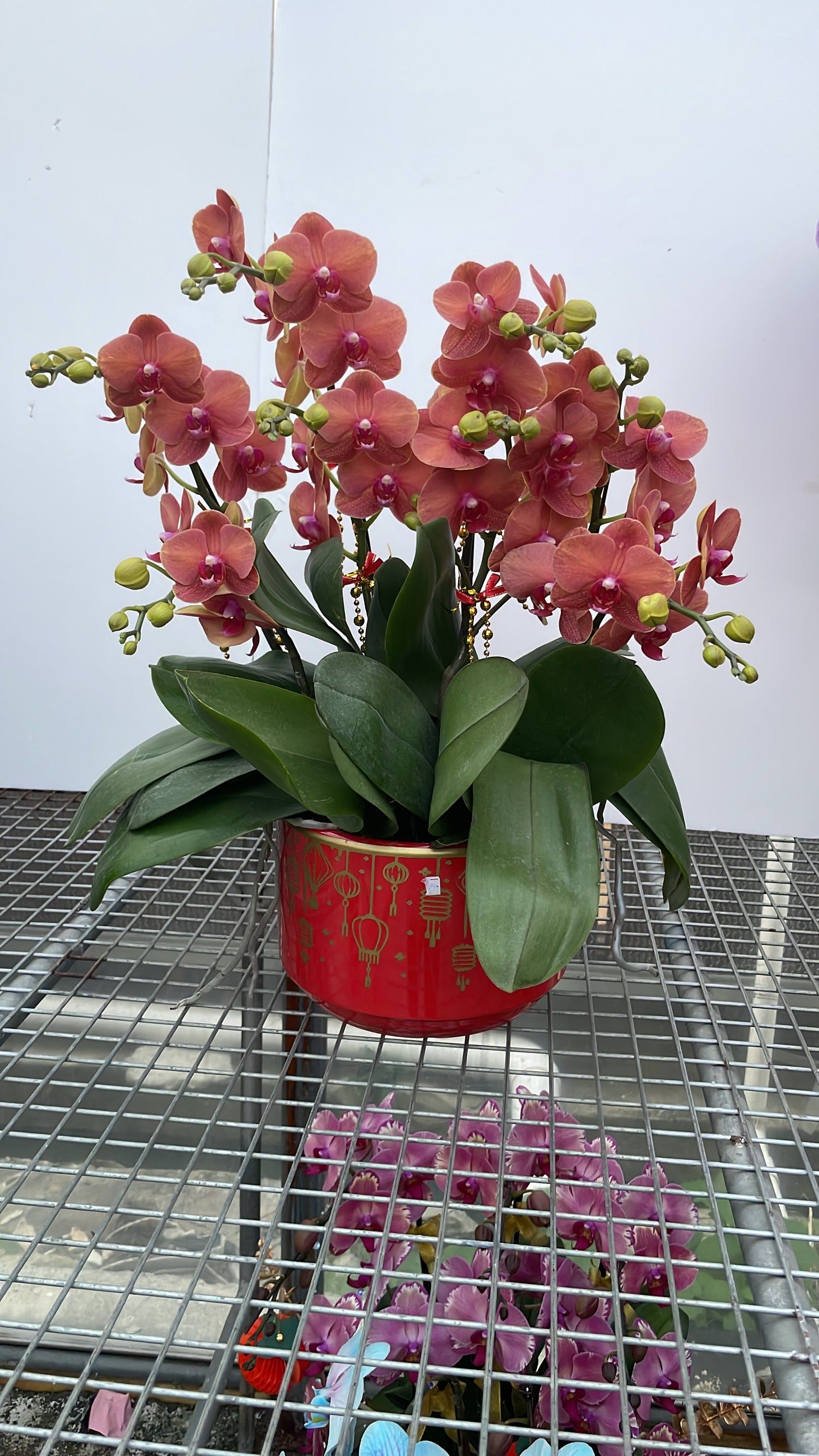 馬年賀年花【HE009】