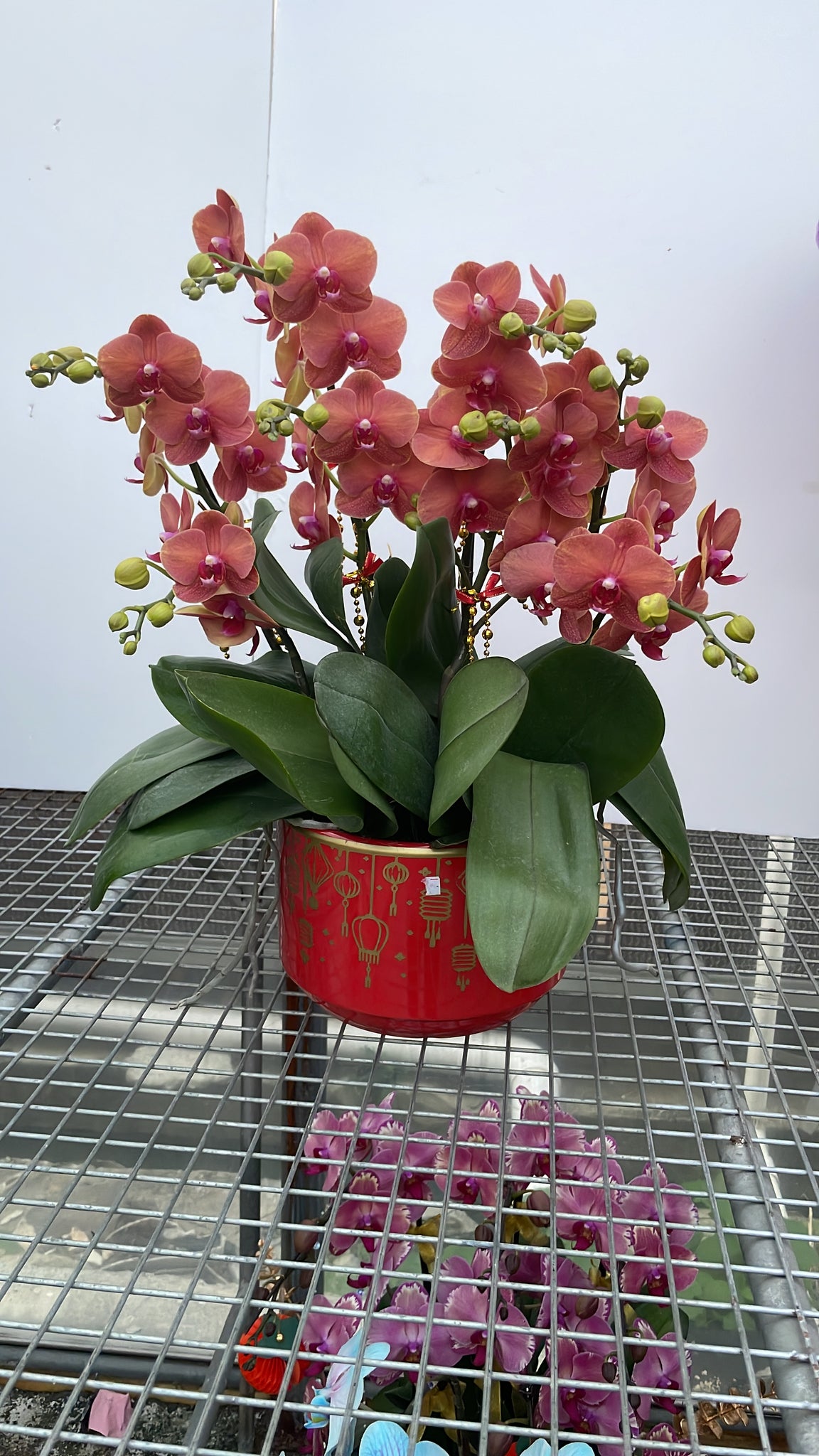 馬年賀年花【HE009】