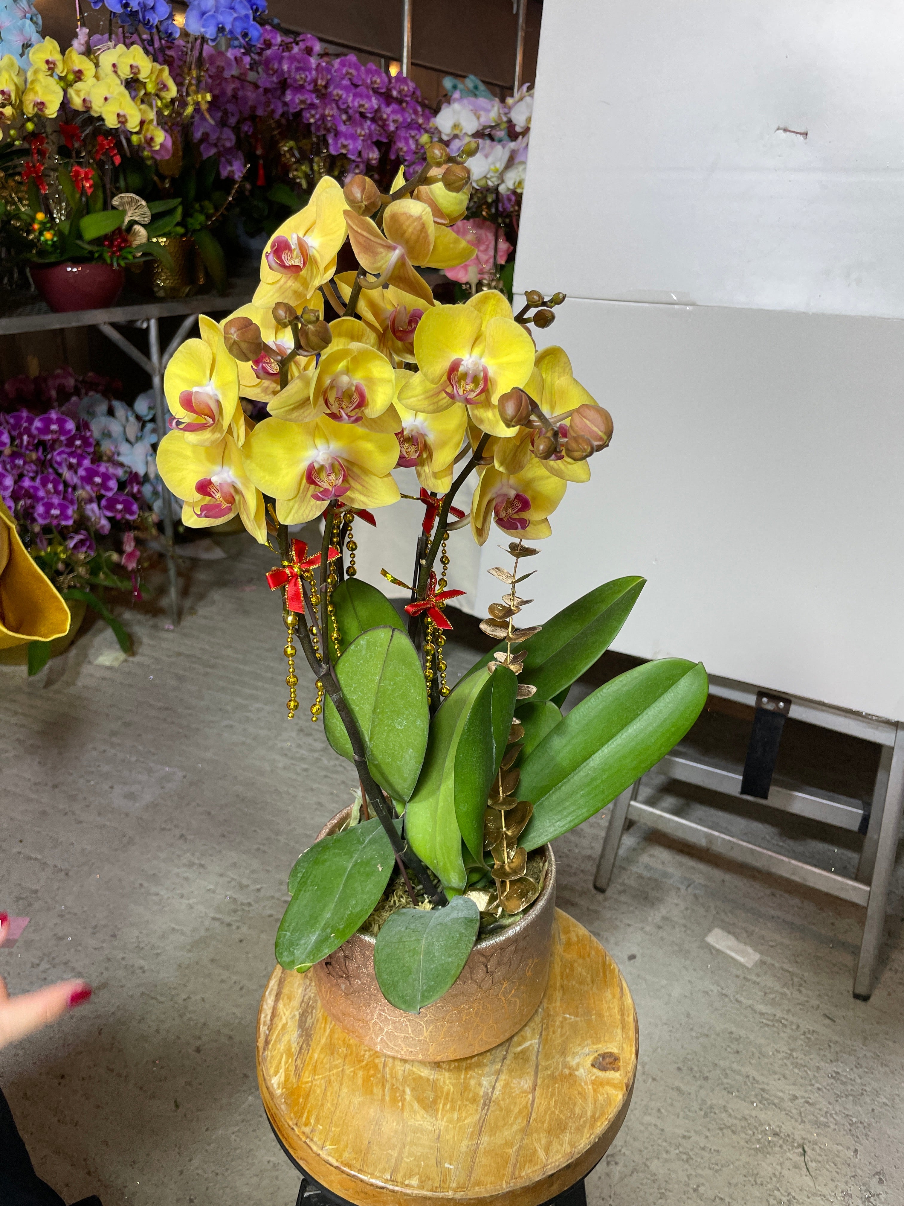 馬年賀年花【HE025】