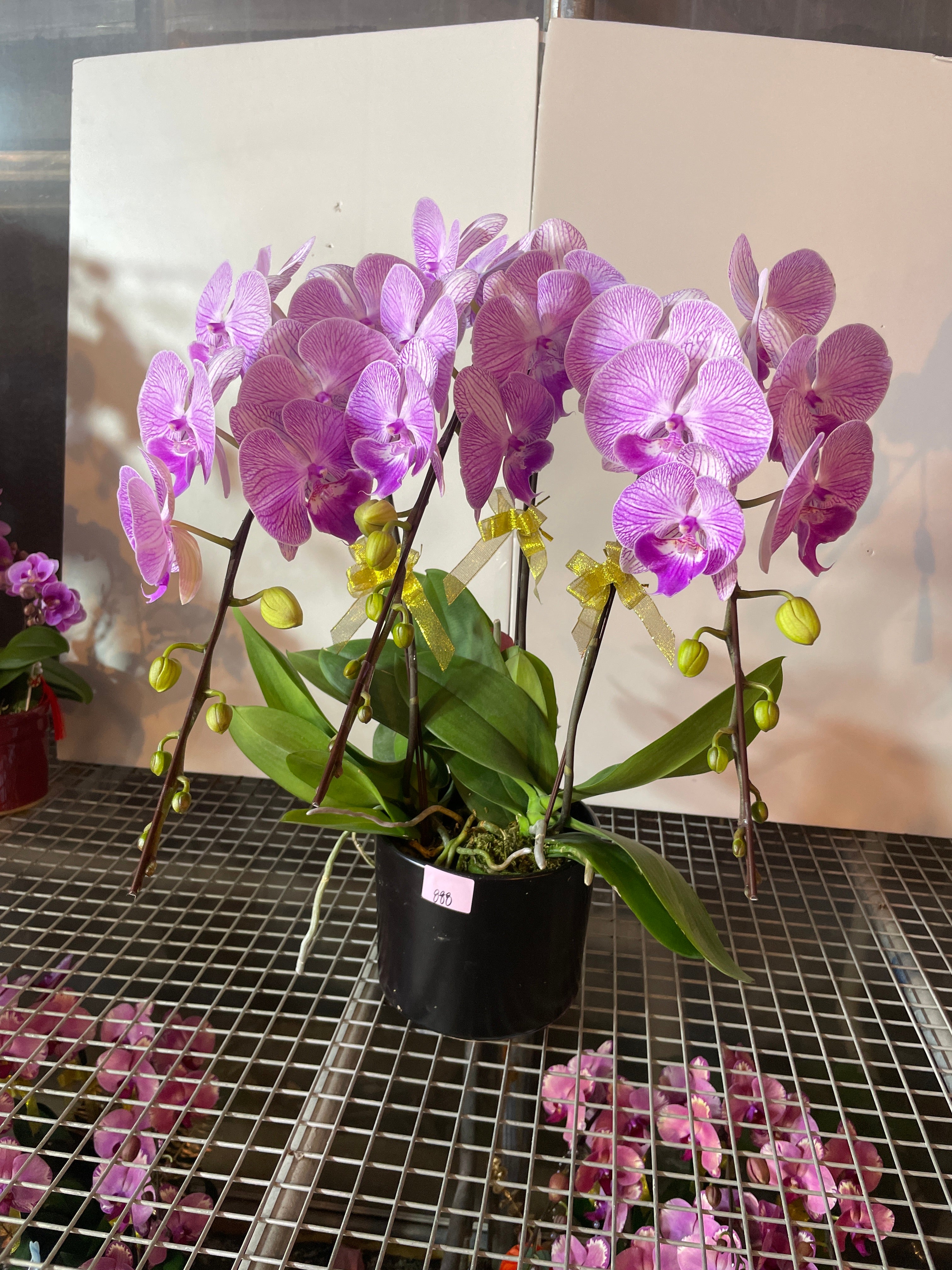 馬年賀年花【HF008】