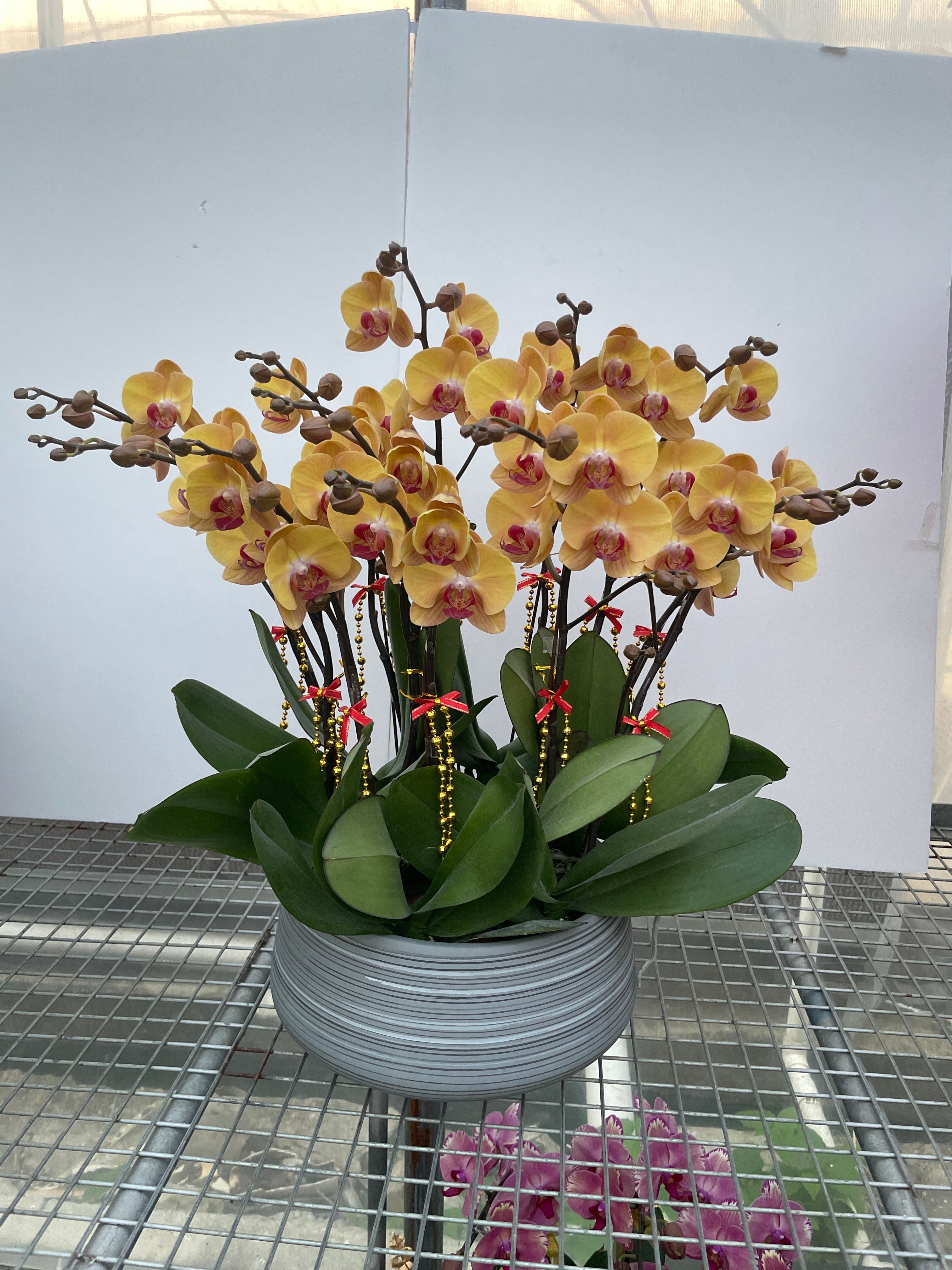 馬年賀年花【HH001】