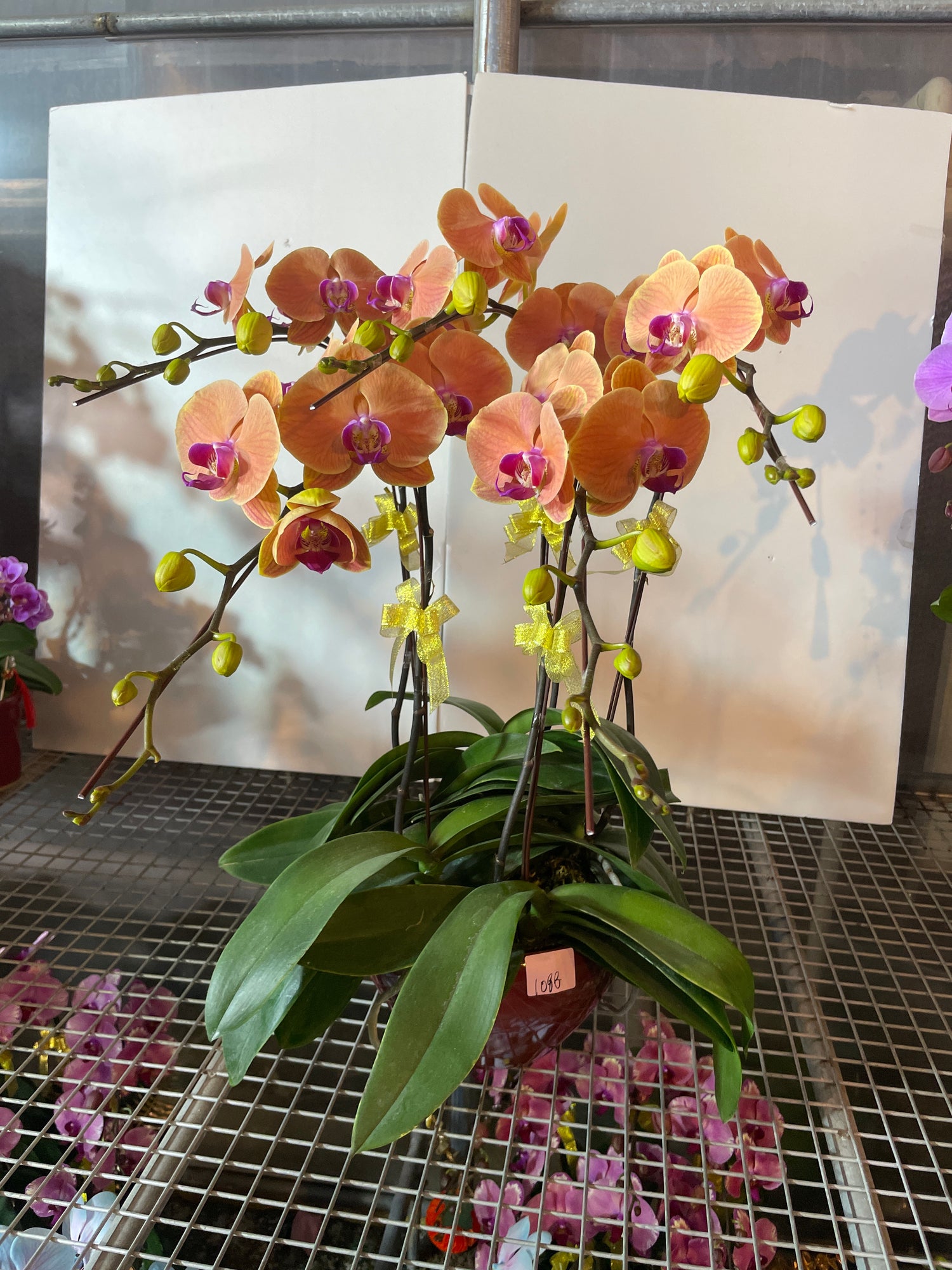 馬年賀年花【HH006】