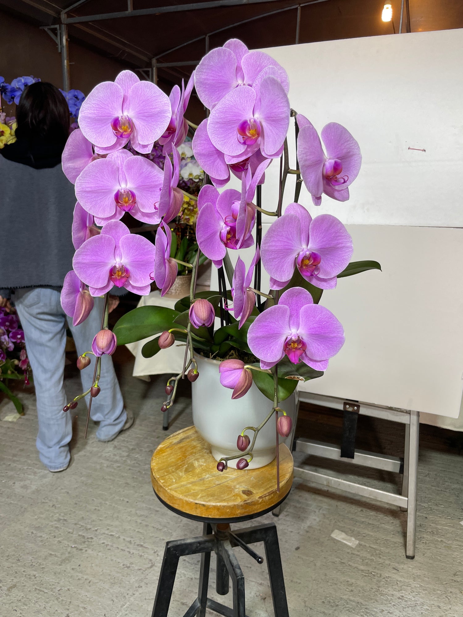 馬年賀年花【HH011】