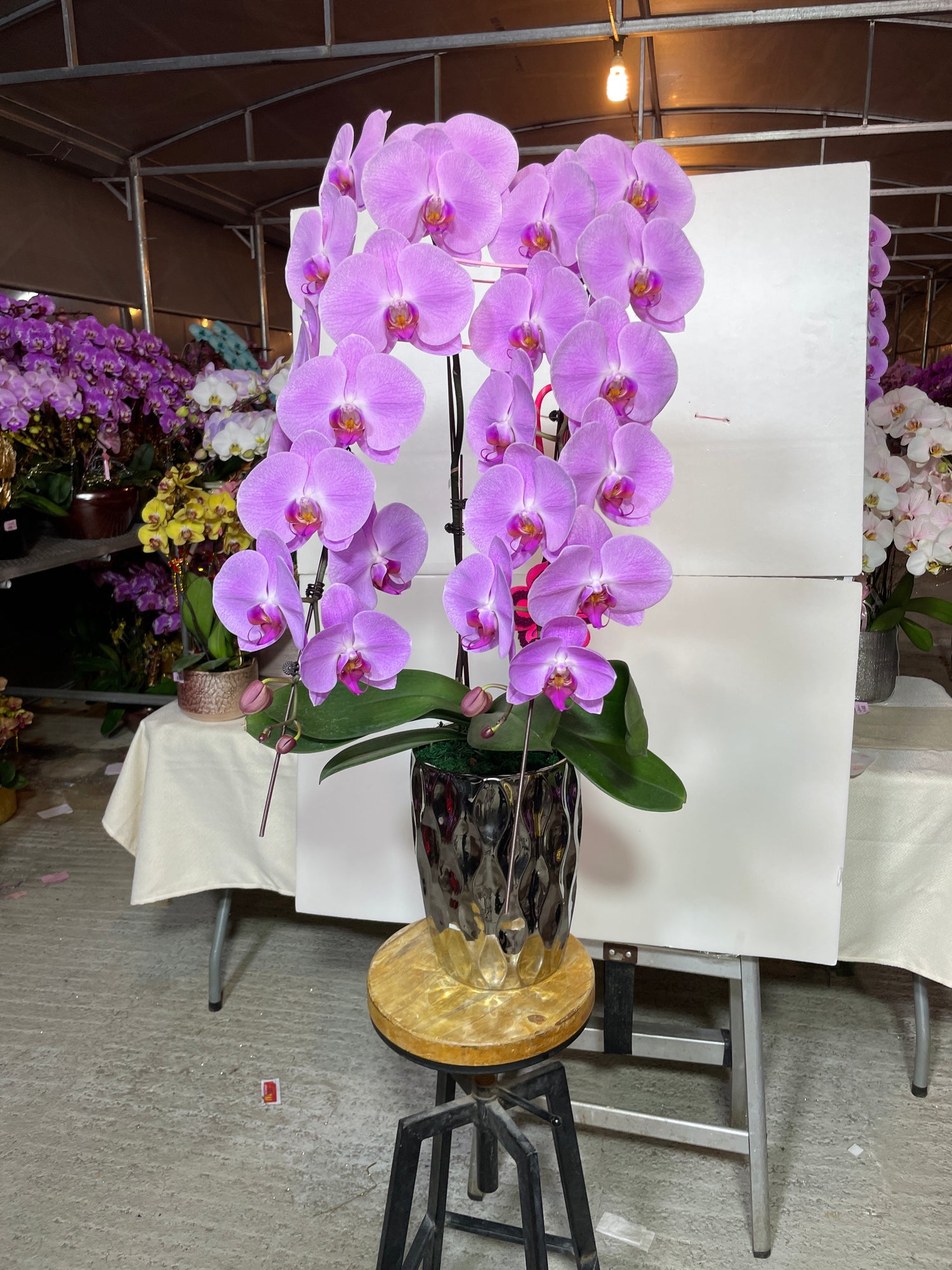 馬年賀年花【HM002】