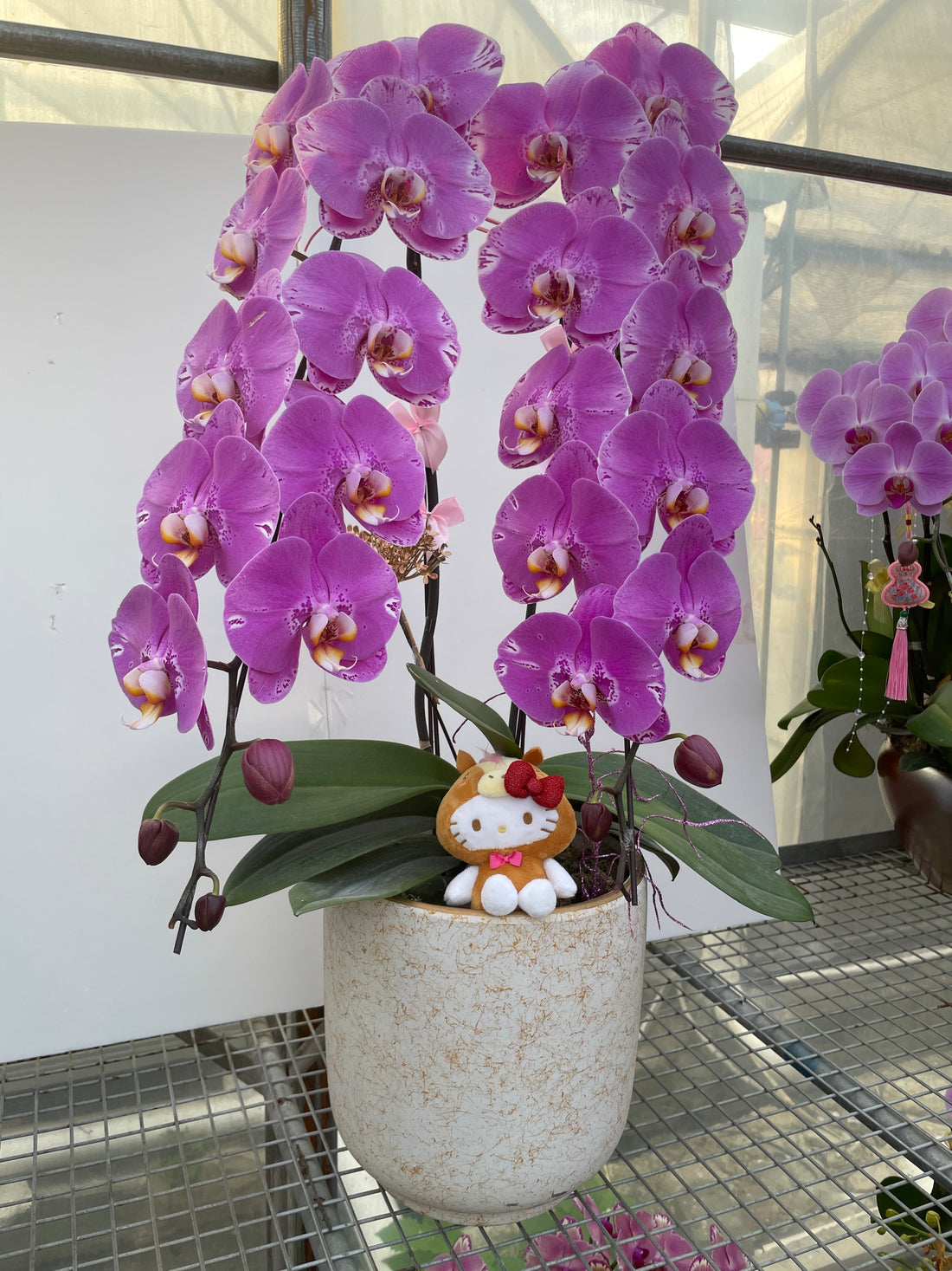 馬年賀年花 藏寶圖【HP001】