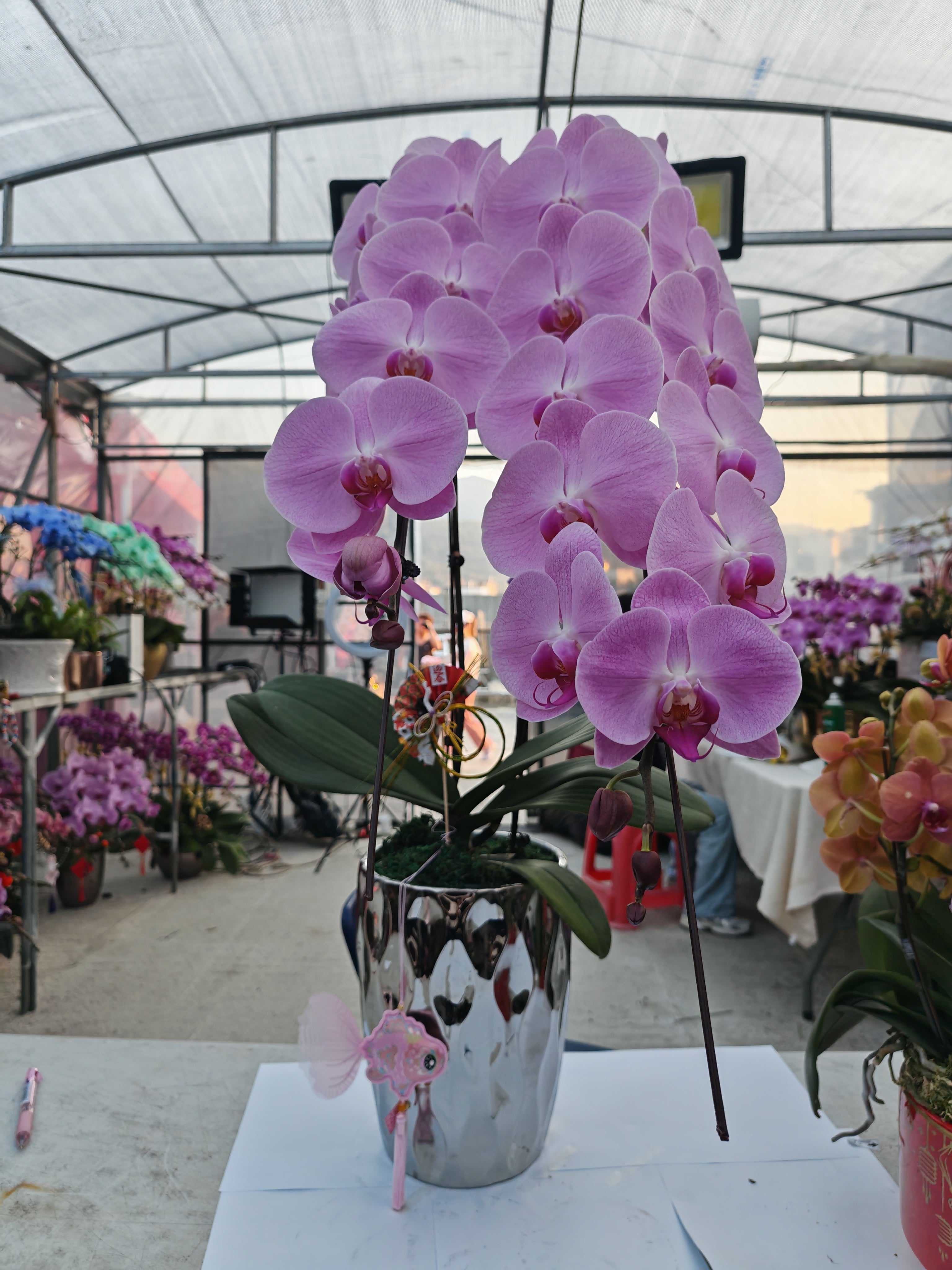 馬年賀年花【HP002】