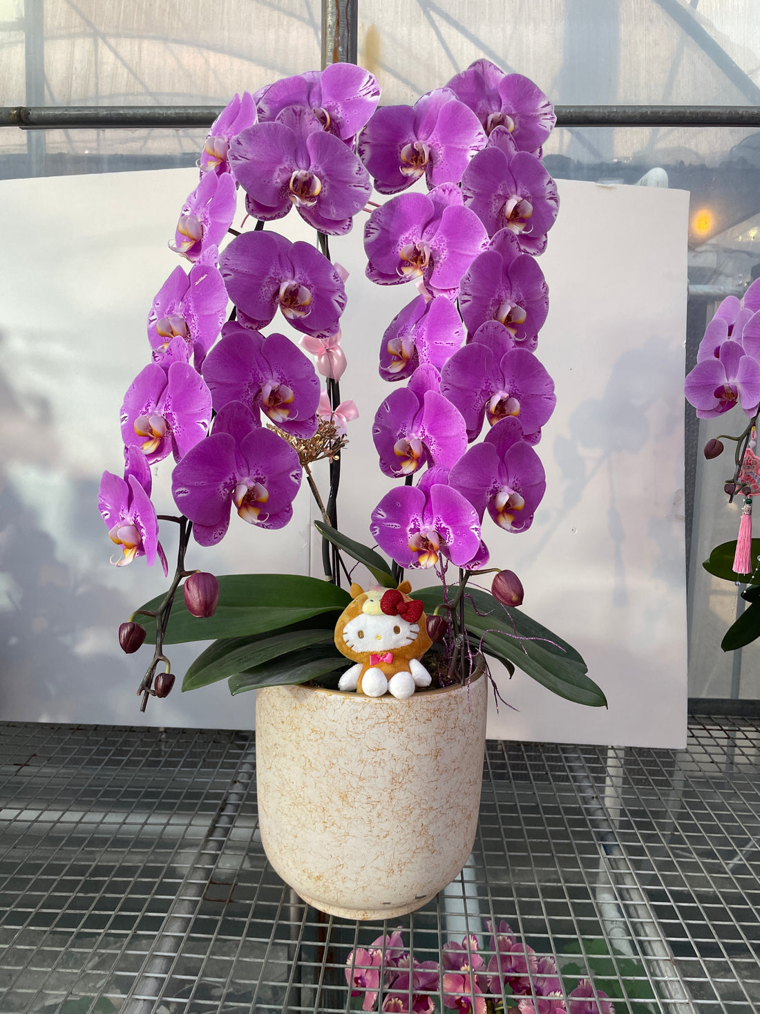 馬年賀年花【HP003】