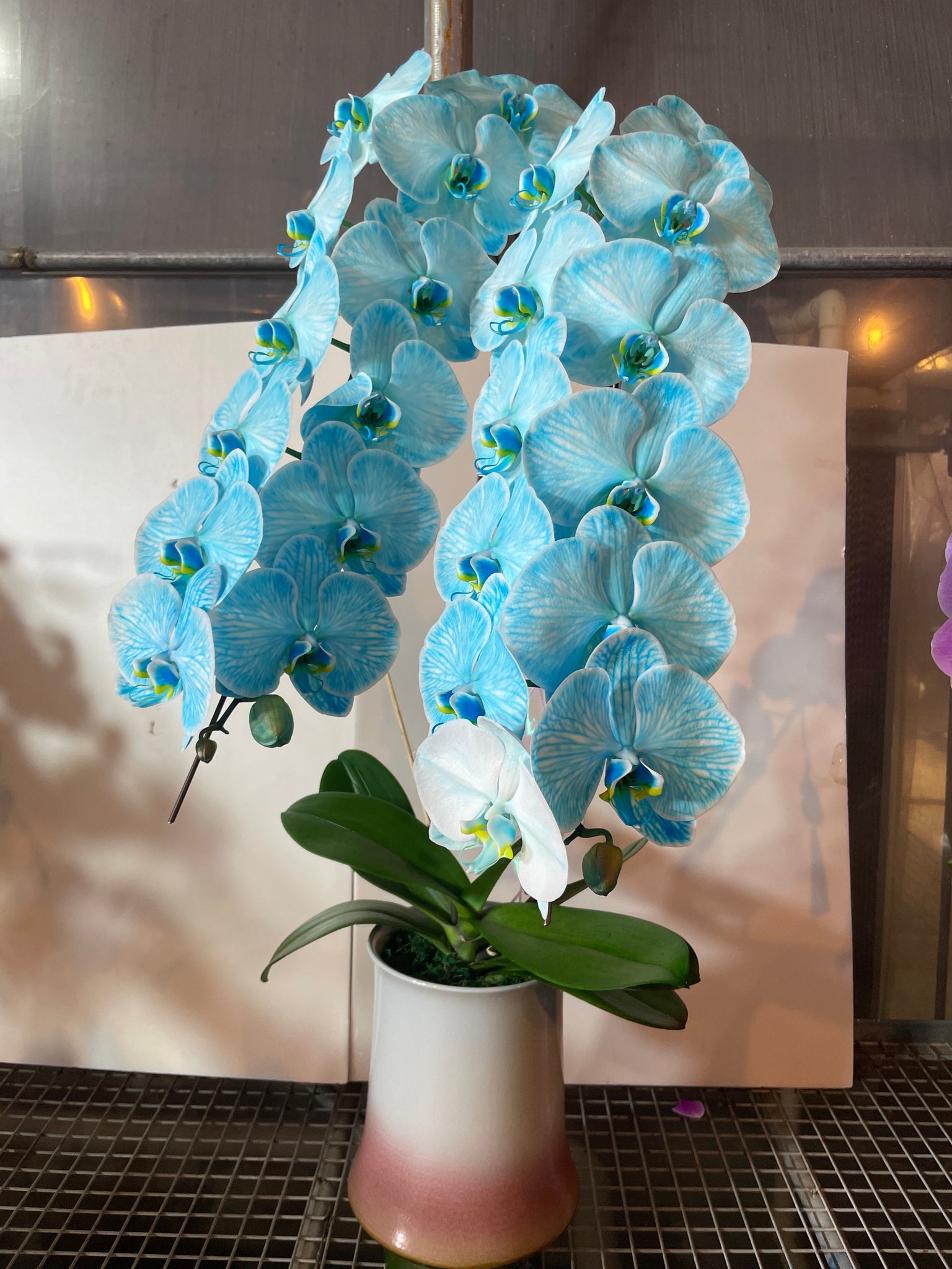 馬年賀年花【HR001】