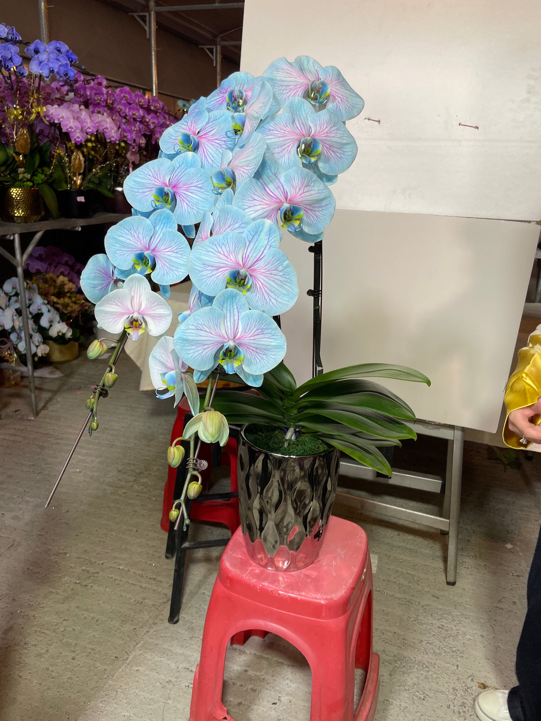 馬年賀年花【HY002】